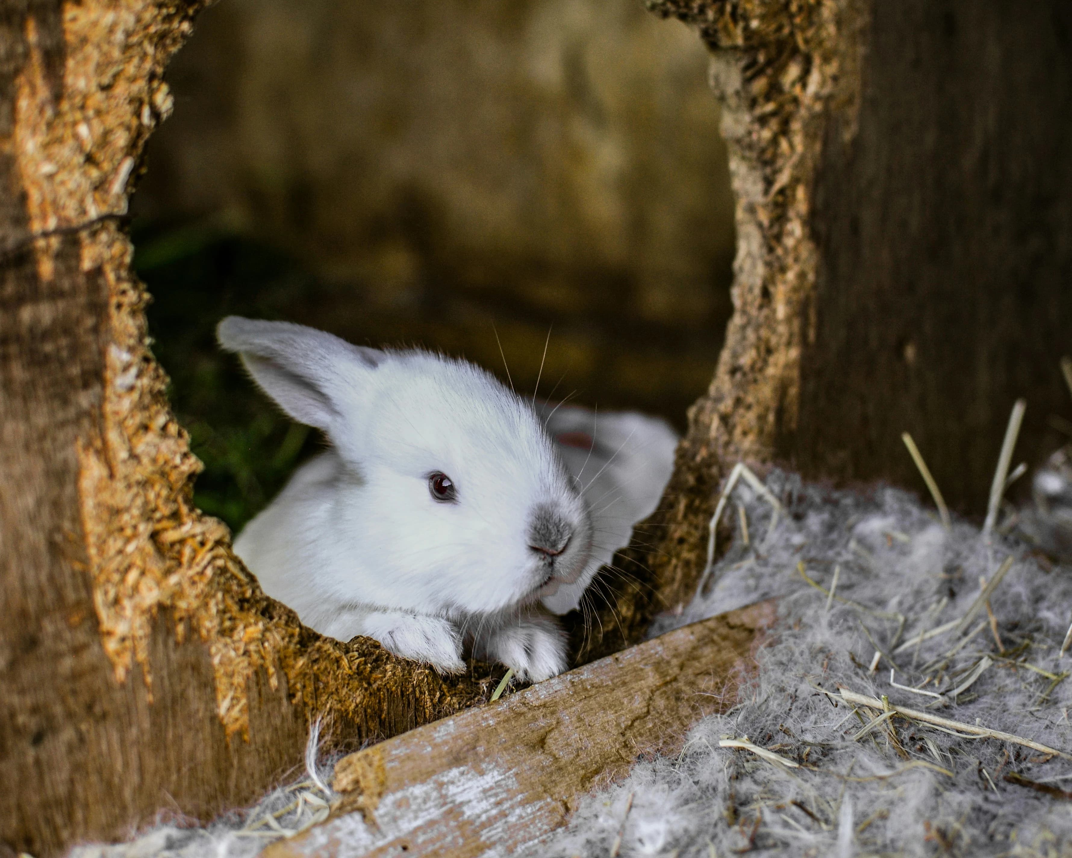 Rabbit care