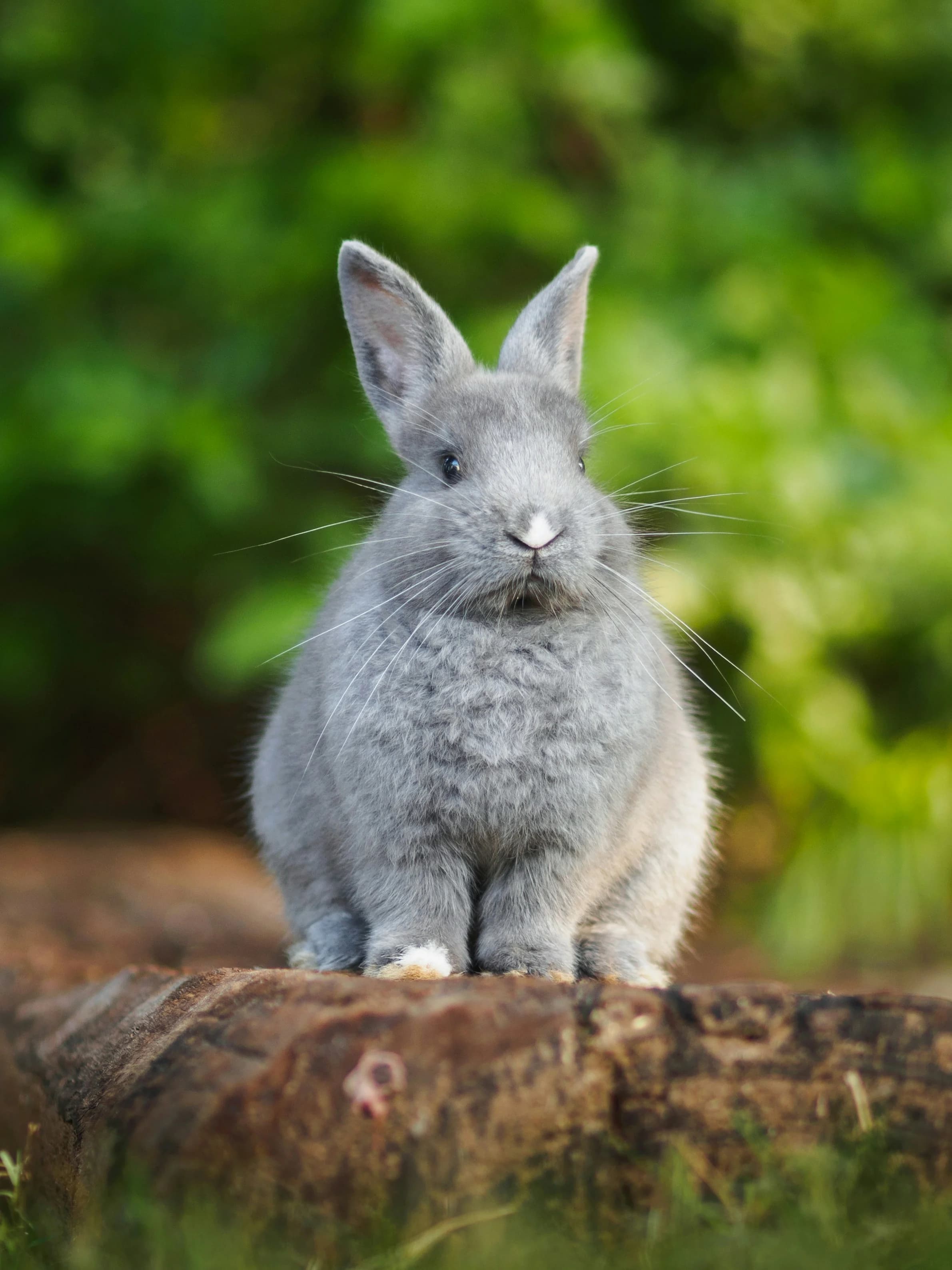 Rabbit