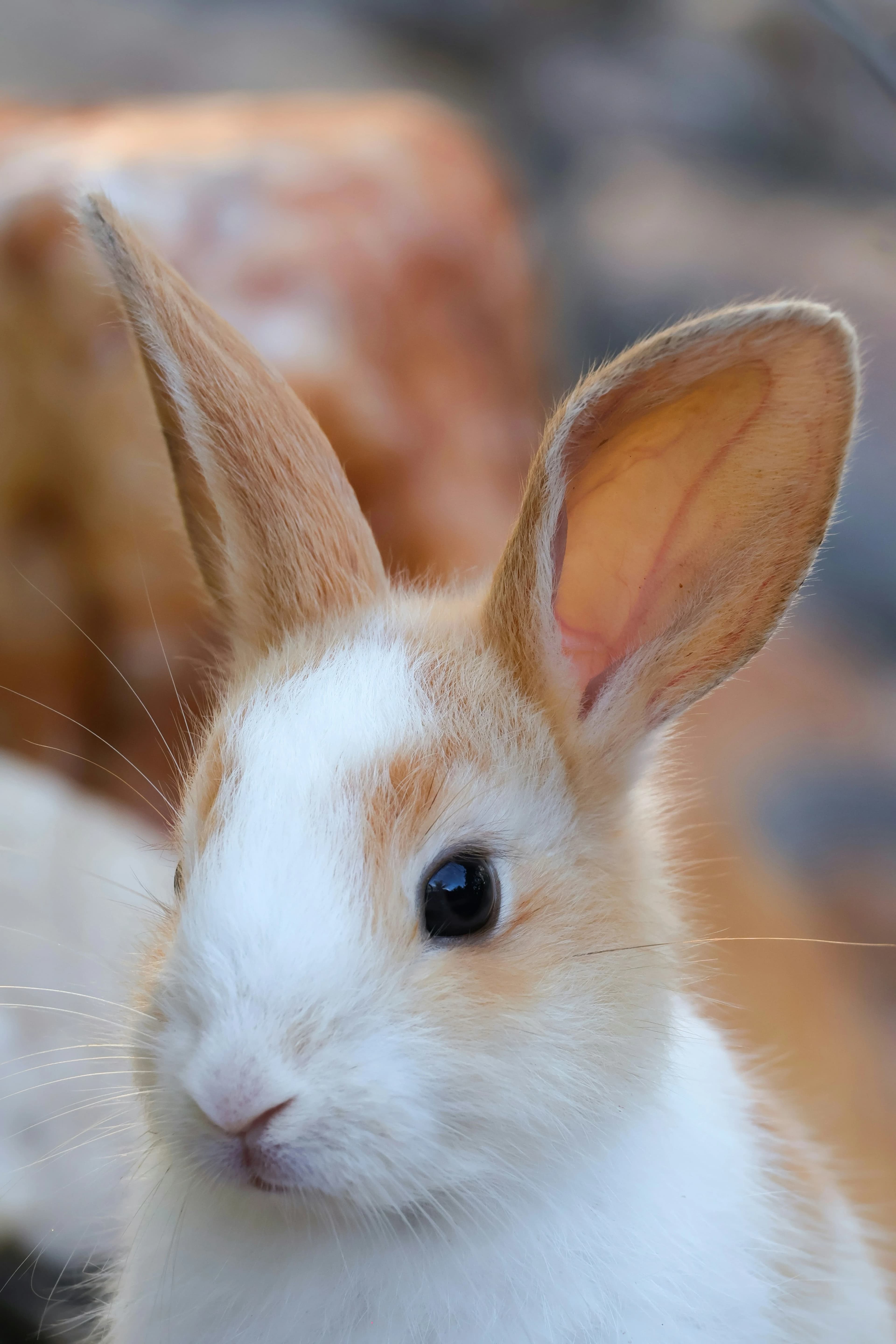 Rabbit